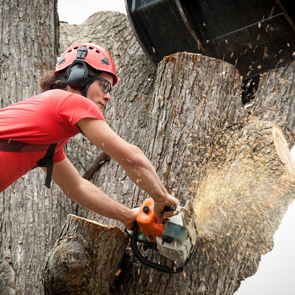 Website-Allandale-section-guy-removal-chainsaw Tree care professional removing a large tree in a residential yard in the Allandale neighborhood of Austin, TX.