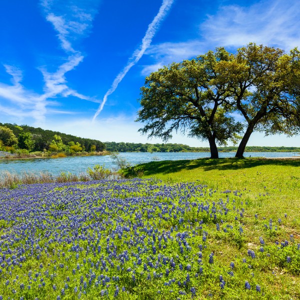 Bluebonnet flowers in a grassy area next to a small lake, with a large tree providing shade beneath a sunny, blue sky.
