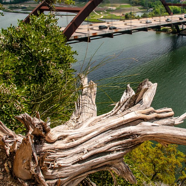 Website-GreatHills-section-dead-tree-bridge Dead tree on a hill overlooking the bridge in Great Hills, Texas.