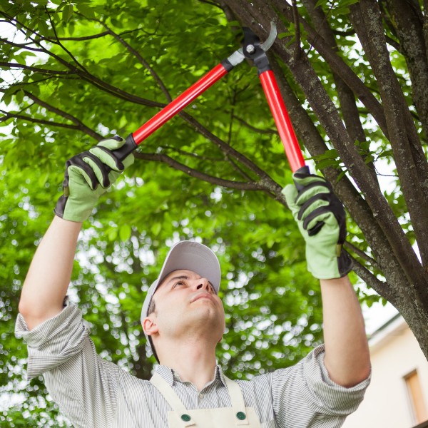 Website-GreatHills-section-pruning-guy-loppers Man using pruning loppers to trim a large branch overhead.