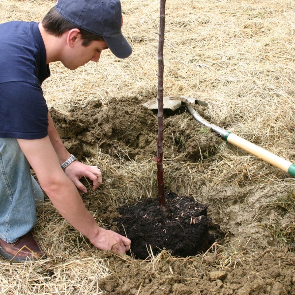 Website-Heatherwilde-section-tree-planting-spade Young man planting a new tree in the ground with a shovel and small pile of dirt off to the side.