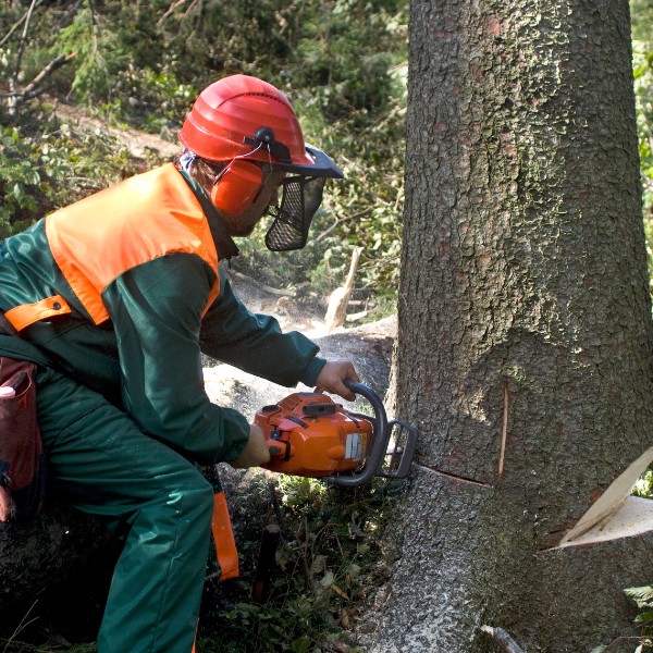 Website-Hyde-section-guy-helmet-chainsaw Man wearing safety gear and using a chainsaw to cut at the base of a tree for removal in Hyde Park.
