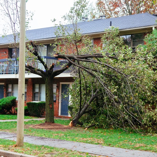 Website-Lafrontera-section-broken-branch-house Large tree limbs that have snapped off the top of a tree, leaning against a red brick home.