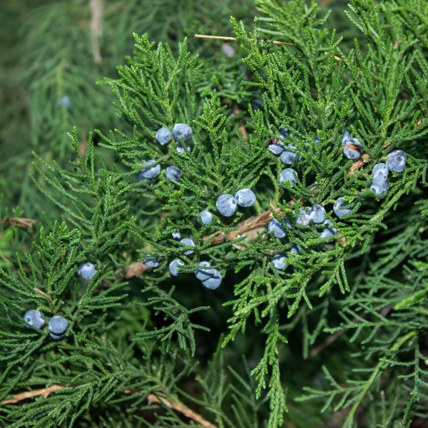 Website-Lafrontera-section-eastern-redcedar-fruit Red cedar branch with green foliage and bright blue berries.