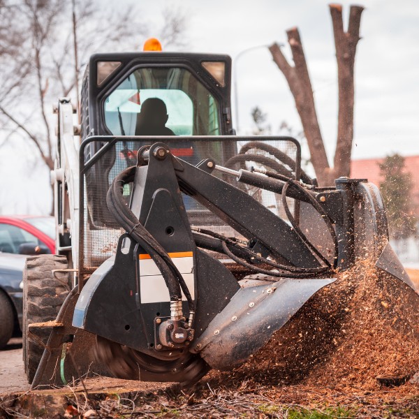 Website-Windmere-section-grinder-stump-tree Man operating a Bobcat with a stump grinder attachment, grinding a tree stump in Windmere, TX.