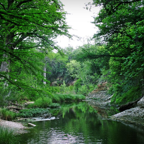 Chandler Creek in Austin, TX, with gently flowing water and tall, green trees on either side of the creek.