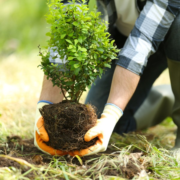 A pair of hands gently placing a small tree in the middle of a grassy yard.