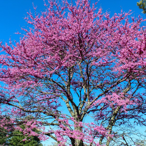 Website-consultation-section-eastern-redbud-spring Eastern redbud tree in spring with bright pink flowers against a bright blue sky.
