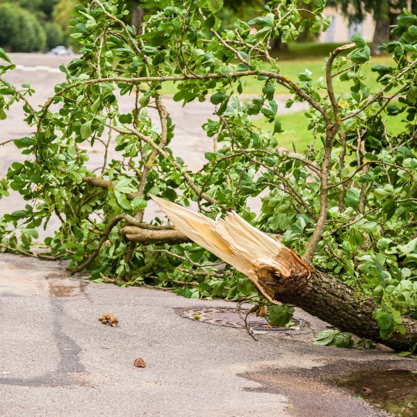 Website-emergency-section-fallen-branch-streets Large tree branch laying in the road that split off from the trunk during severe weather.