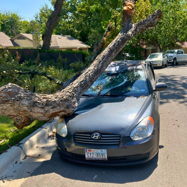 Website-emergency-section-fallen-tree-car Website-emergency-section-fallen-tree-car