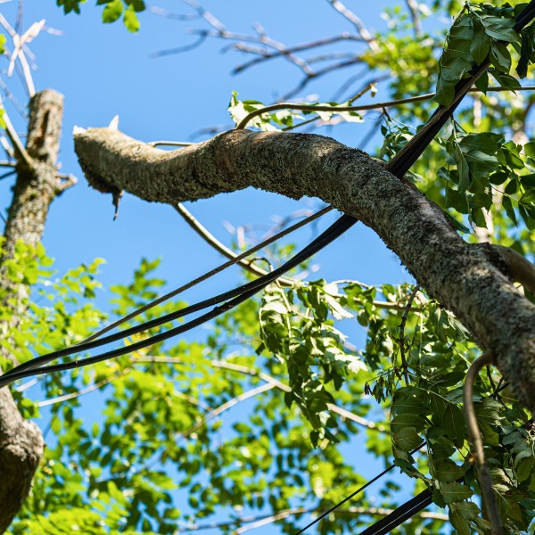 Website-emergency-section-powerline-fallen-branch Tree branches tangled in nearby power lines after a recent storm in Austin, TX.