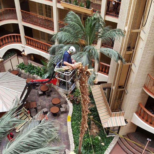 Website-faq-section-guy-lift-palmtree Website-faq-section-guy-lift-palmtree