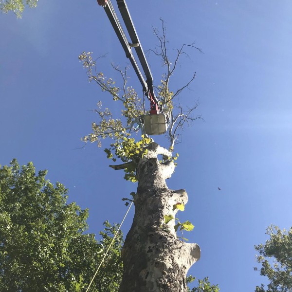 Website-home-section-lift-tree-skies Upward view of a tree care professional in a spider lift removing branches from the top of a tall tree.