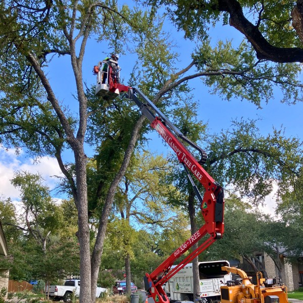 Website-home-section-spiderlift-guy-trees Website-home-section-spiderlift-guy-trees