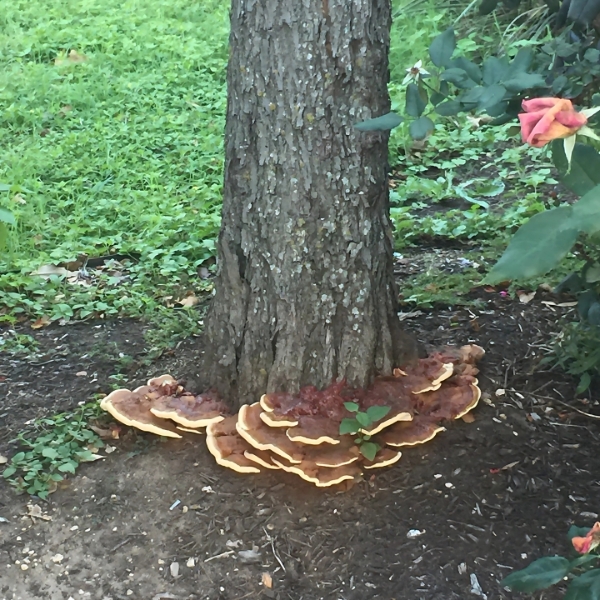 Website-pest-section-fungi-tree-garden Website-pest-section-fungi-tree-garden