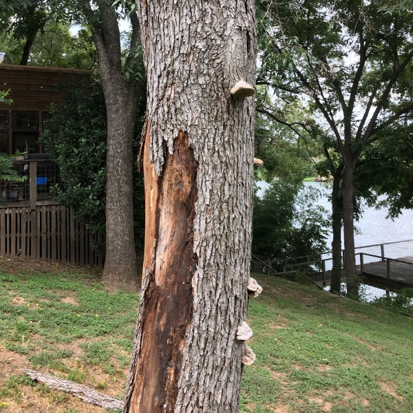 Website-pest-section-peeling-bark-tree Website-pest-section-peeling-bark-tree