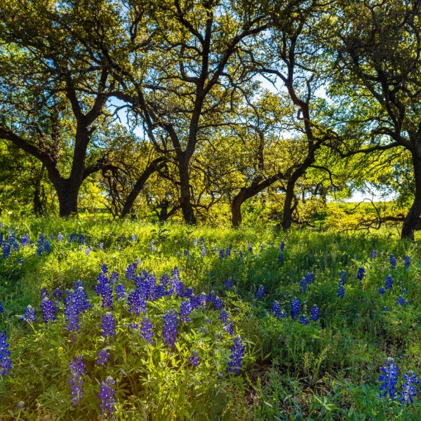 Website-pests-section-oak-tree-bluebonnets Bluebonnets in a large grassy field with live oaks in the background, casting shade over the vibrant flowers.