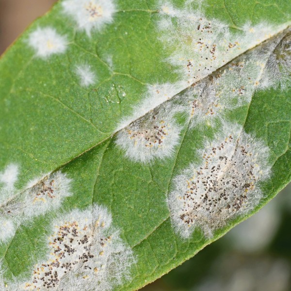 Website-pests-section-powdery-mildew Green leaf with white, powdery blotches, showing signs of powdery mildew.