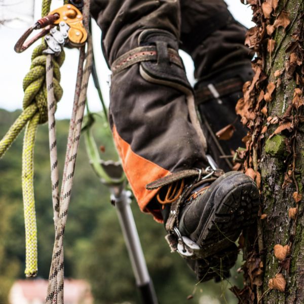 Website-pruning-arborist-safety-gear-boots Certified Arborist boot with climbing spikes securely attached while climbing a tree for removal.