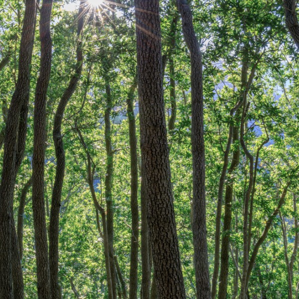 Website-pruning-section-california-bay-laurel Large group of tall California bay laurel trees with healthy, green foliage.