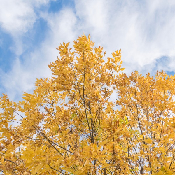 Website-pruning-section-cedar-elm-clouds Cedar elm tree with yellow leaves against a cloudy, blue sky.