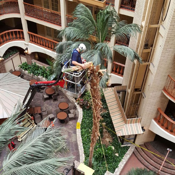 Website-pruning-section-guy-palm-lift Arborist on a spider lift in the middle of a hotel, removing a dead palm tree.