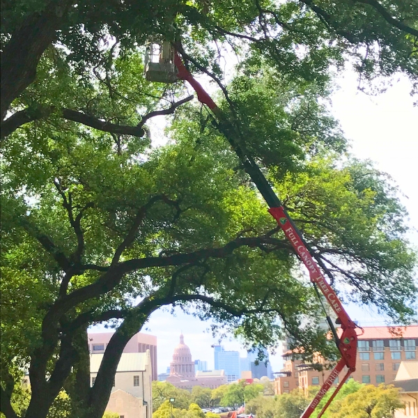 Website-pruning-section-guy-spiderlift-canopy Website-pruning-section-guy-spiderlift-canopy