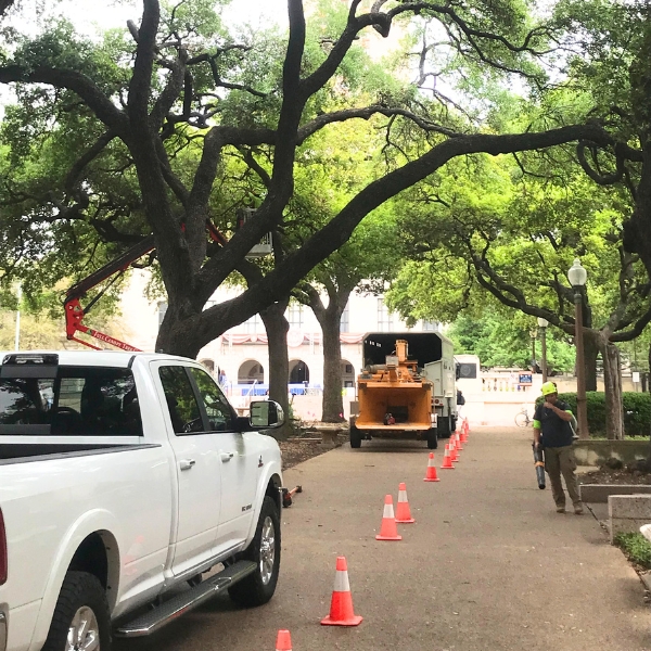 Website-pruning-section-trees-truck-chipper Website-pruning-section-trees-truck-chipper