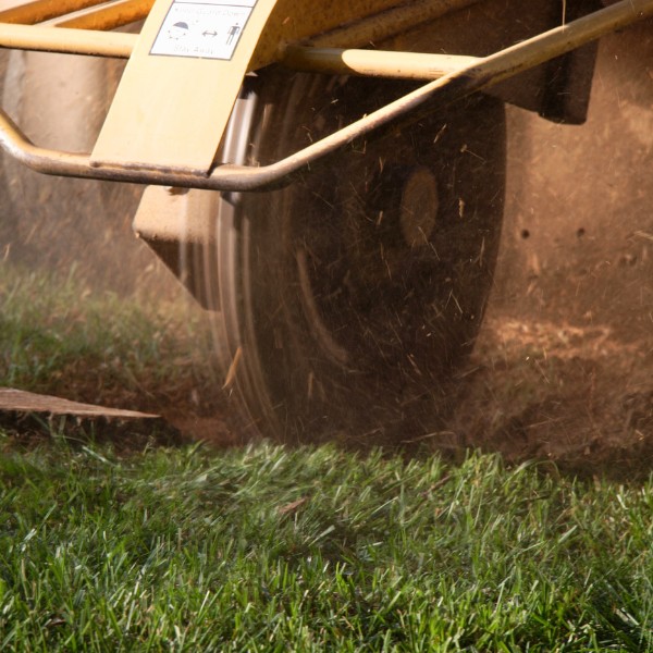 Website-removal-section-closeup-stump-grinding