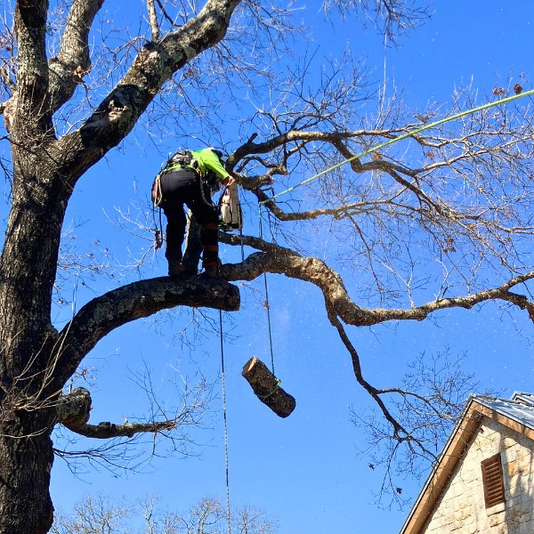 Website-removal-section-guy-harnessed-log