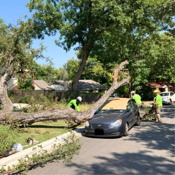 Website-storm-section-crew-fallentree-car Website-storm-section-crew-fallentree-car