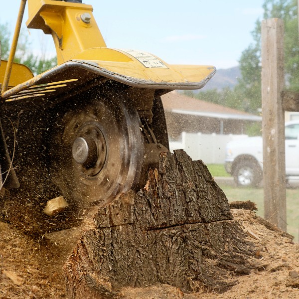 Website-stump-section-stump-grinder-yard Front view of a stump grinder in action, flinging wood chips in every direction as it grinds a large stump.