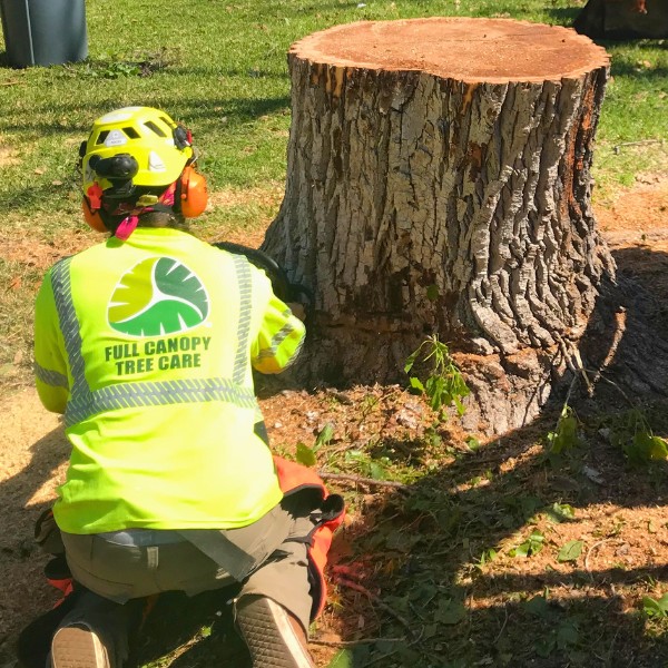 Website-stump-section-stump-team-guy Website-stump-section-stump-team-guy