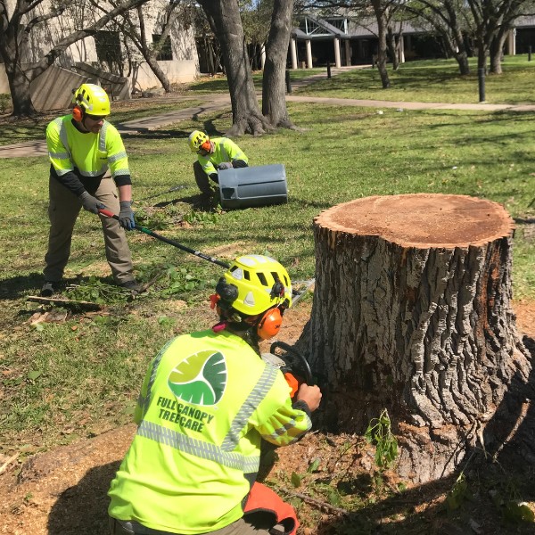 Website-stump-section-team-stump-cleanup Website-stump-section-team-stump-cleanup