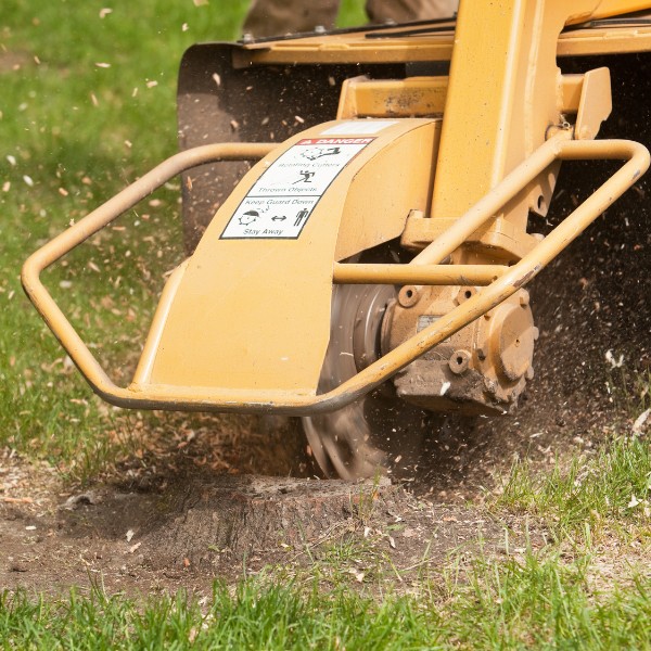 Website-stump-section-yellow-stump-grinder Front view of a stump grinder in action, flinging wood chips in all directions during stump removal.
