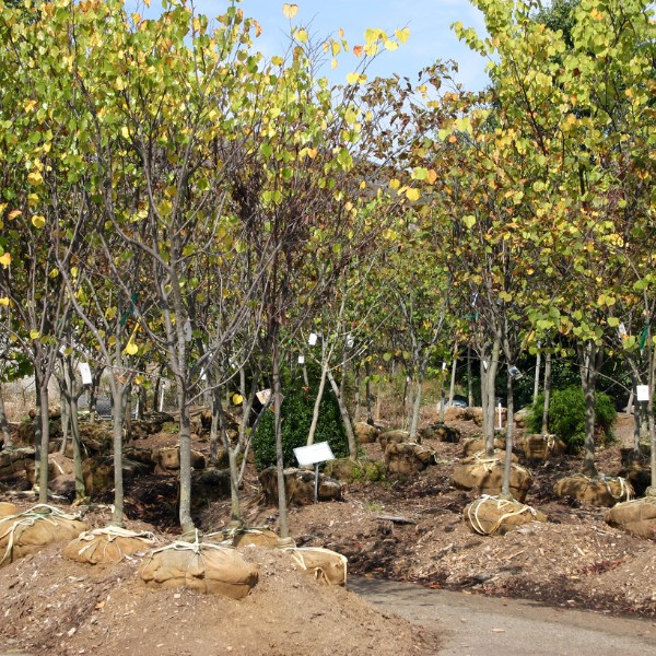 Website-treeplanting-section-balled-roots-seedlings Various types of trees at a nursery with balled and burlapped roots, ready to be planted.
