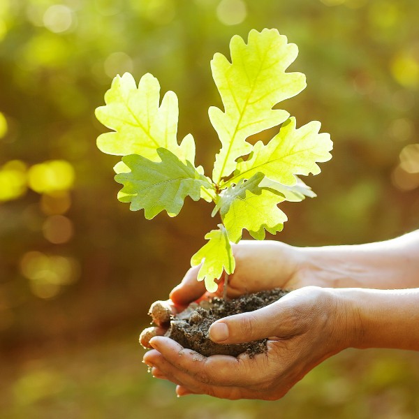 Website-treeplanting-section-oak-seedlings-hands wo hands holding an oak seedling, preparing to plant it in the ground.